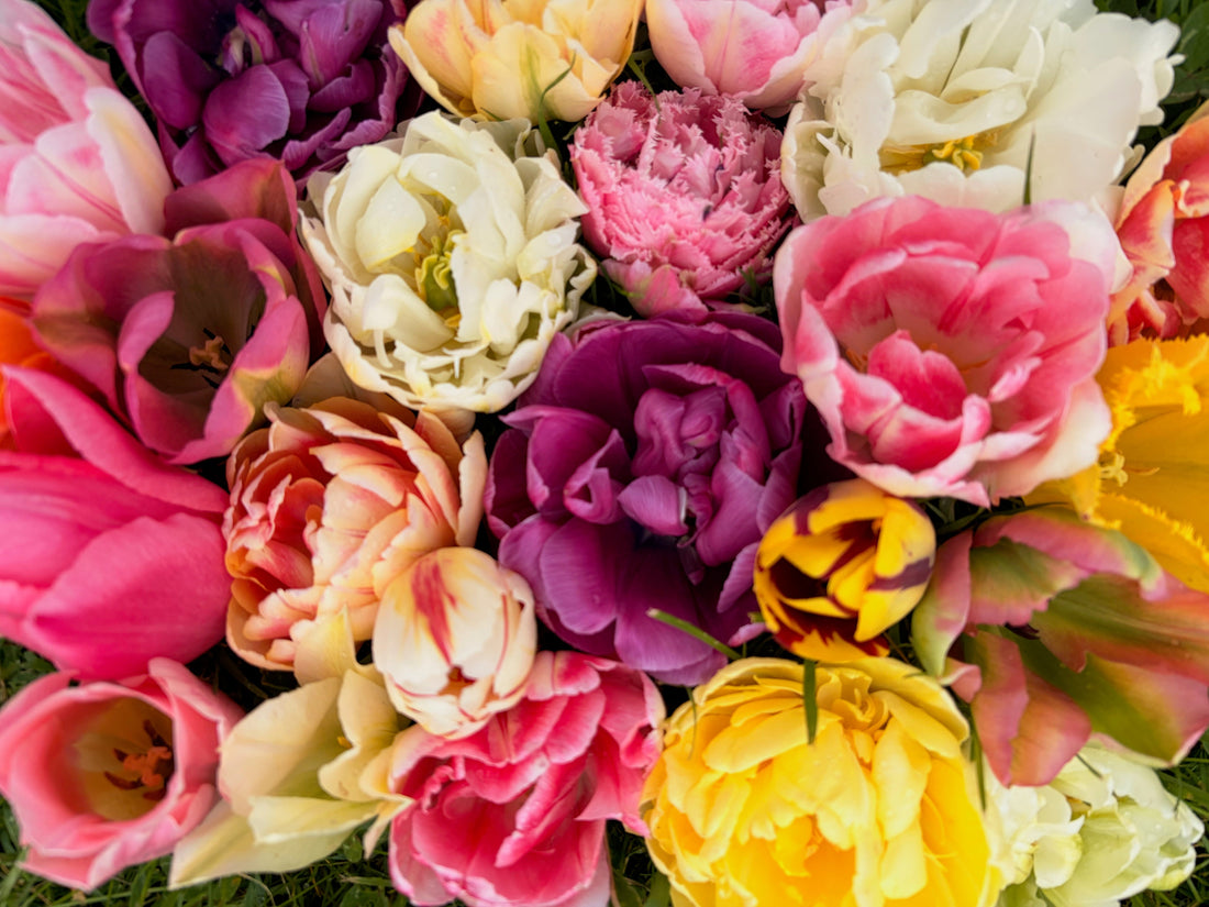 Multi Coloured Tulips 