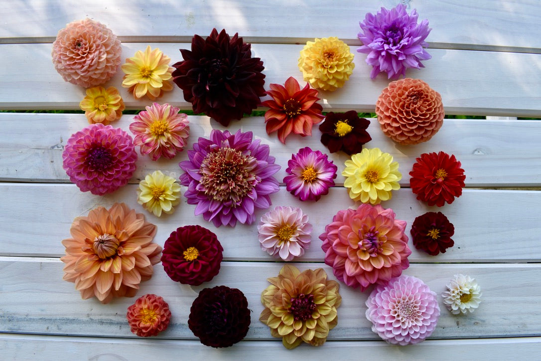 A selection of brightly coloured edible dahlias on a white background