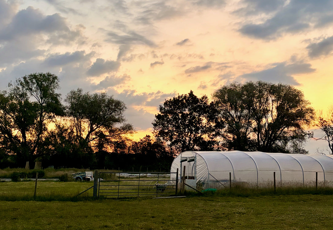 A view of a polytunnel in a field against a sunrise 