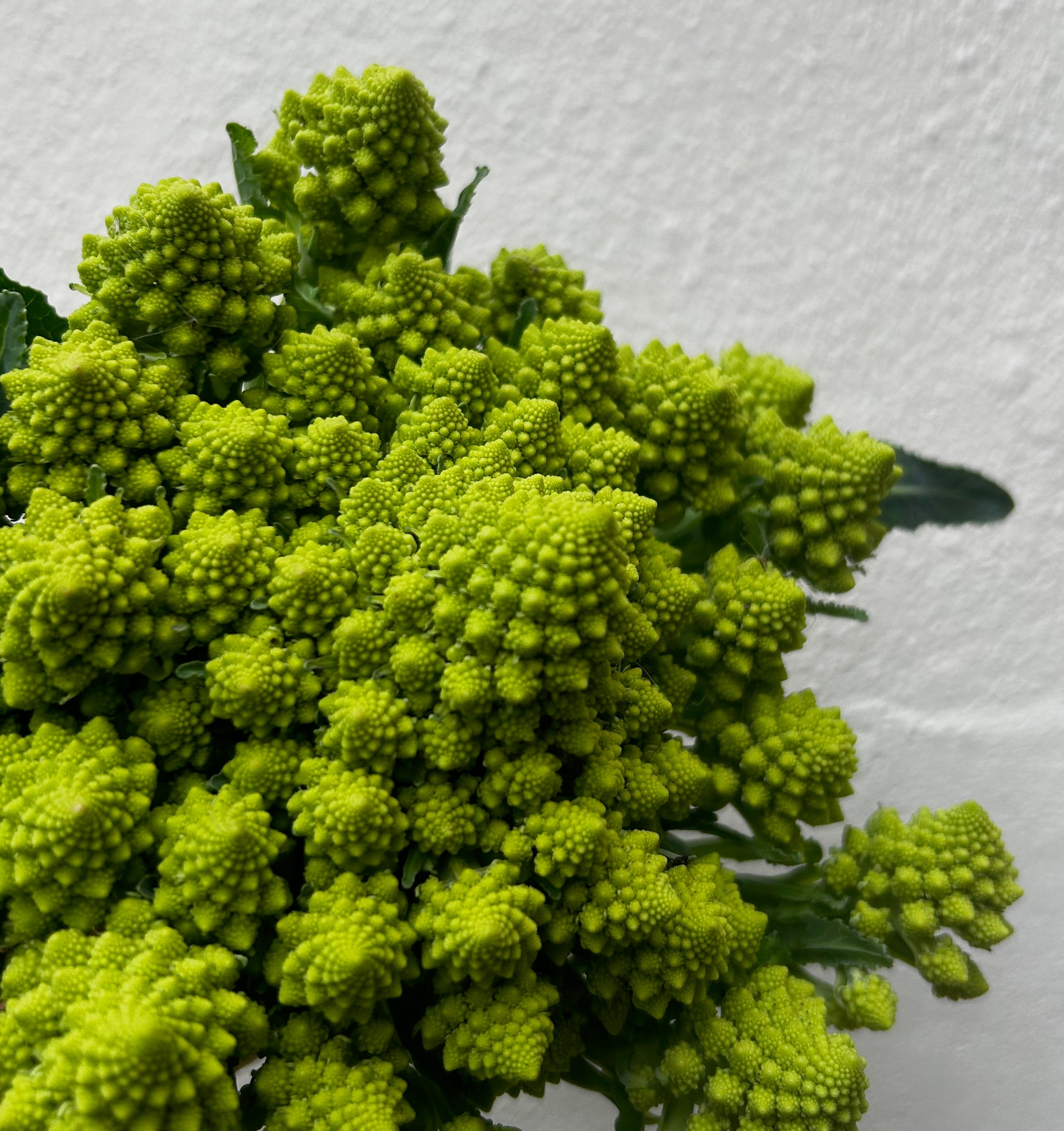Close-up of a cluster of Romanesco cauliflower on a textured cream background